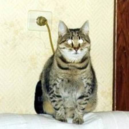 Funny and Geeky Cool Pics [2]-a97996_illusion_4-light-cat.jpg