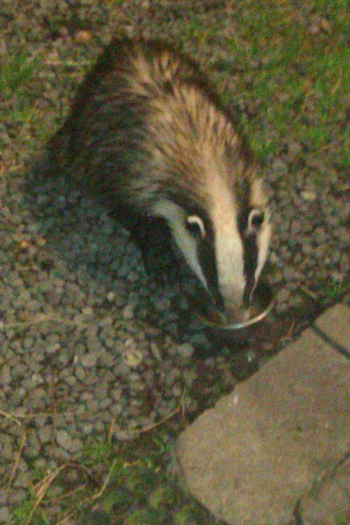 My nightly visitor-2012-05-08-22.37.49.jpg