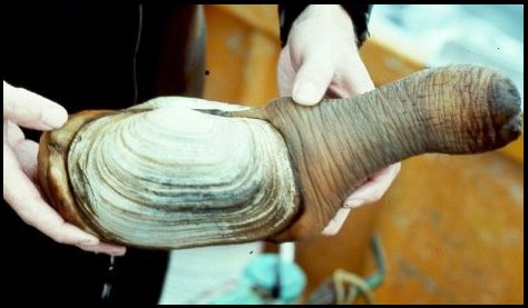 What's for Dinner?-geoduck-size.jpg