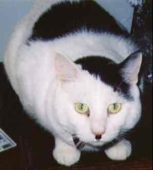 Show us your cats-kitler8.jpg