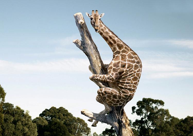 Funny and Geeky Cool Pics [2]-giraffe-1.jpg