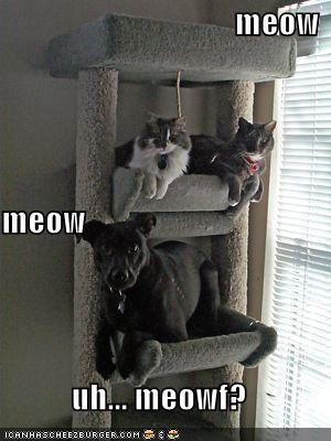 Funny and Geeky Cool Pics [2]-funny-pictures-cats-house-dog-21.jpg