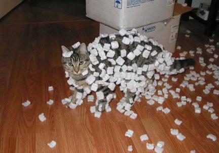 Jokes Thread [3]-cat_styrofoam.jpg