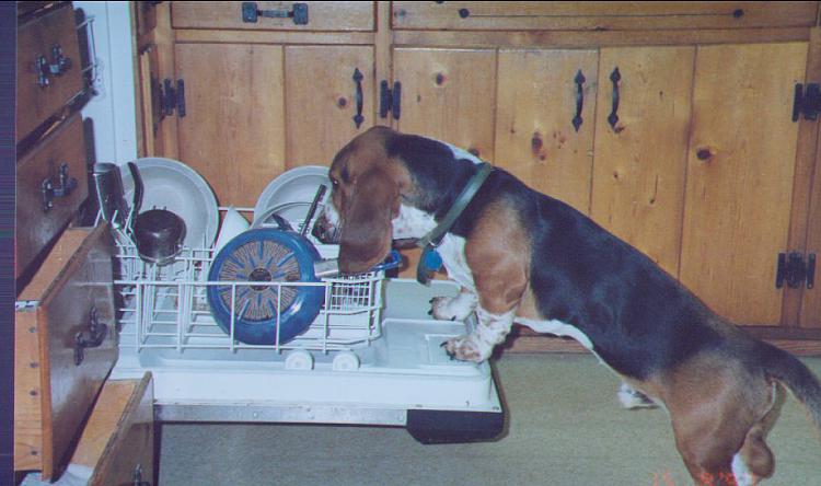 show us your dog-dishwasherbandit.jpg