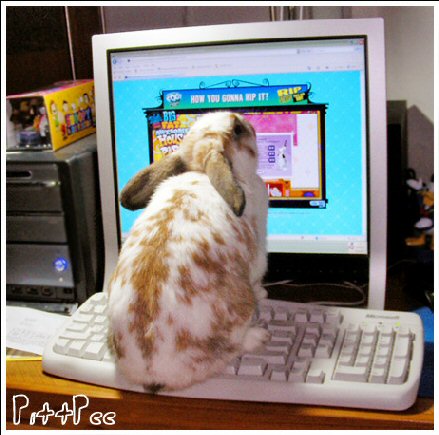 Funny and Geeky Cool Pics [2]-funny-computers-rabbit-stares-screen-pictures.jpg