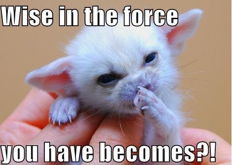 Funny and Geeky Cool Pics [2]-star-wars-yoda-cat.jpg