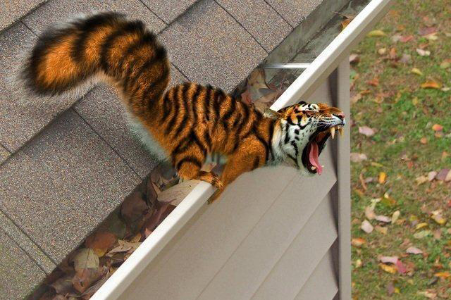 Funny and Geeky Cool Pics [2]-tiger-squirrel.jpeg