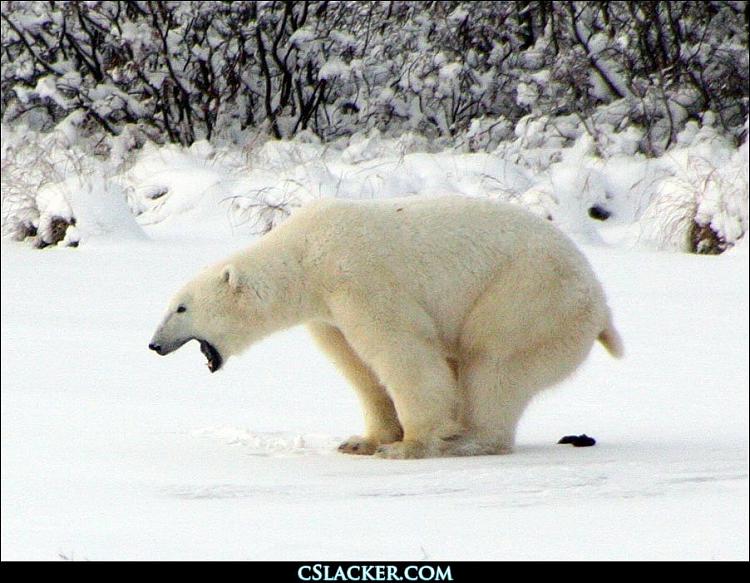 Funny and Geeky Cool Pics [2]-polar-bear-taking-dump.jpg