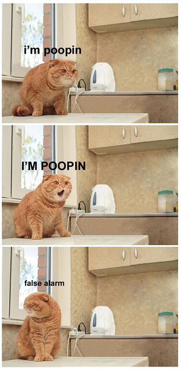 Funny and Geeky Cool Pics [2]-im_pooping_cat_false_alarm.jpg