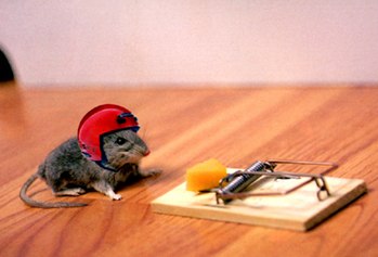 Funny and Geeky Cool Pics-stunt-mouse.jpg