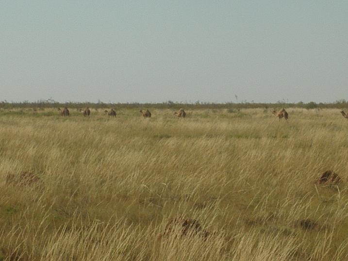 Where Do You Work?-tanami-camels-2.jpg