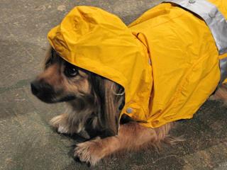 Today [10]-backpacking_rain_gear_for_dog.jpg