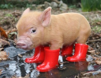 Today [10]-pig-wellies.jpg