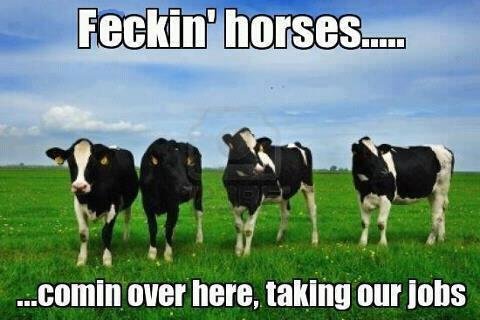 Funny and Geeky Cool Pics [3]-cows_zps759d82f0.jpg