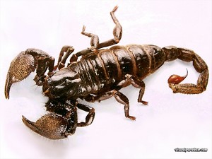 Yesterday-scorpion.jpg