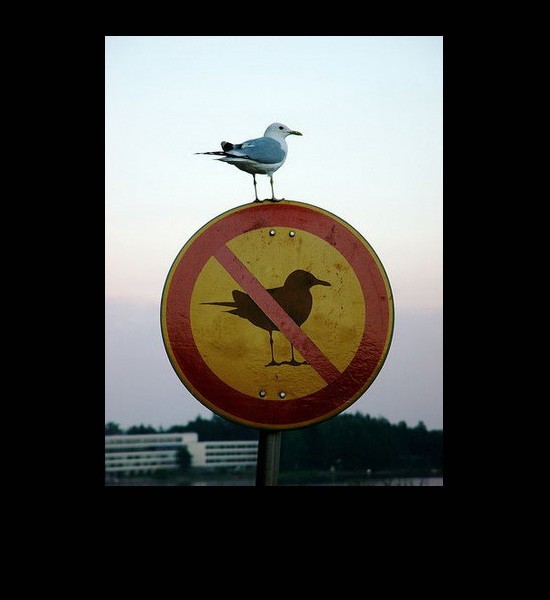 Funny and Geeky Cool Pics [3]-bird-no-bird-sign.jpg
