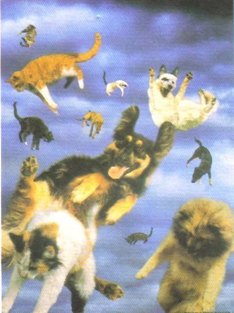 Today [11]-cats-dogs.jpg