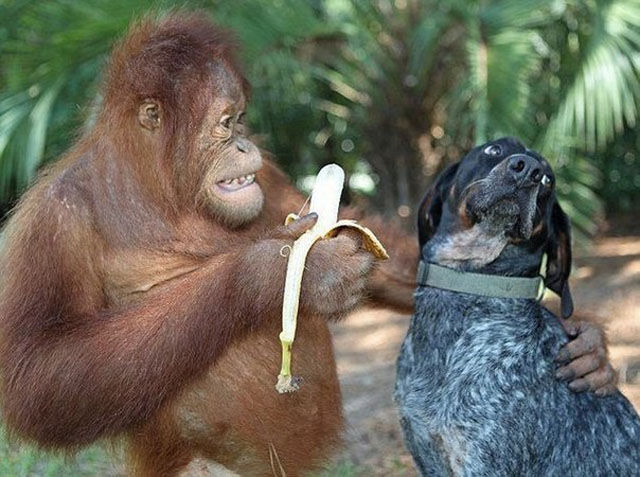 Funny and Geeky Cool Pics [3]-monkey-dog.png