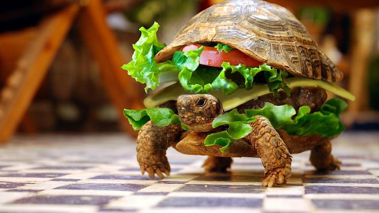 Funny and Geeky Cool Pics [3]-funny-turtle-burger-1920x1080.jpg