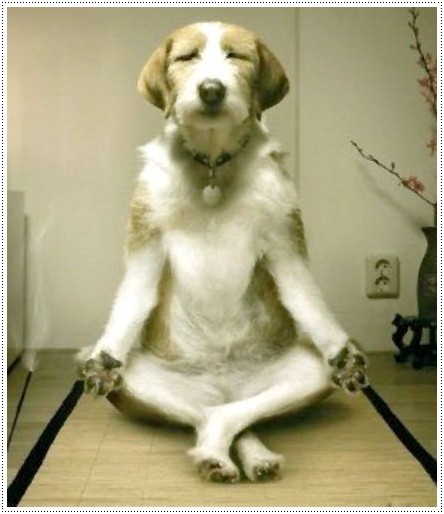 Reputation and Badges [9]-funny-dog-meditating.jpg