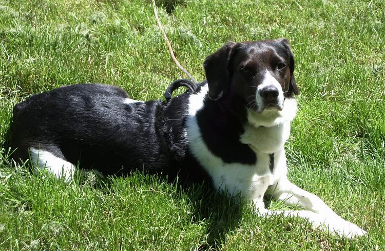 show us your dog-sunny-day-dot-doggie.jpg