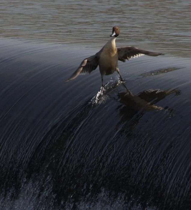 Funny and Geeky Cool Pics [3]-surfing_bird.jpg