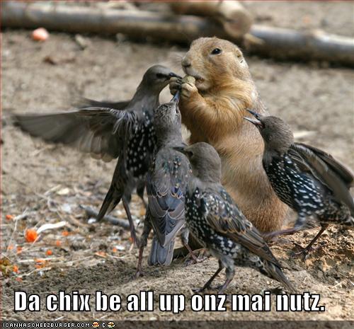 Funny and Geeky Cool Pics-funny-pictures-nuts-birds.jpg