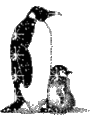 Last Letter Game [15]-penguins.gif