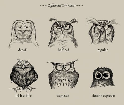 Funny and Geeky Cool Pics [3]-owl-coffee.jpg
