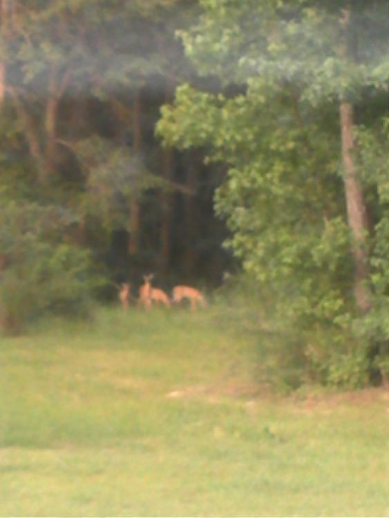 The view from your window..-deer-7-2-2012.jpg