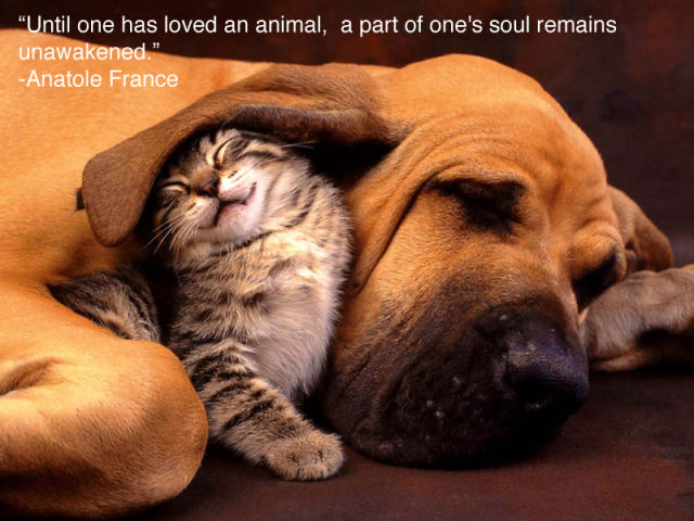 Quote of the Day - [4]-inspiring_animal_quotes_2.jpg