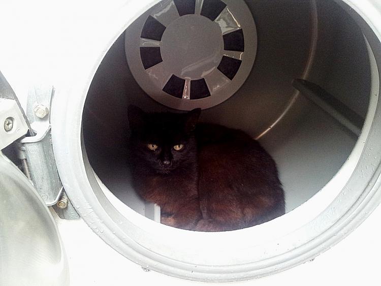 Show us your cats-catdrier2.jpg