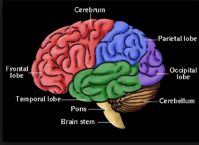 A very unusual brain-brain.png