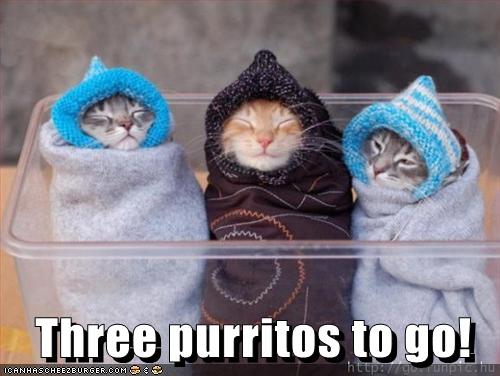 CATZ only.-funny-pictures-you-ordered-three-cat-burritos-go1.jpg