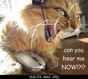 CATZ only.-can_you_hear_me_now.jpg
