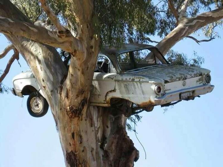 Funny and Geeky Cool Pics [3]-falcon_nesting_in_tree.jpg