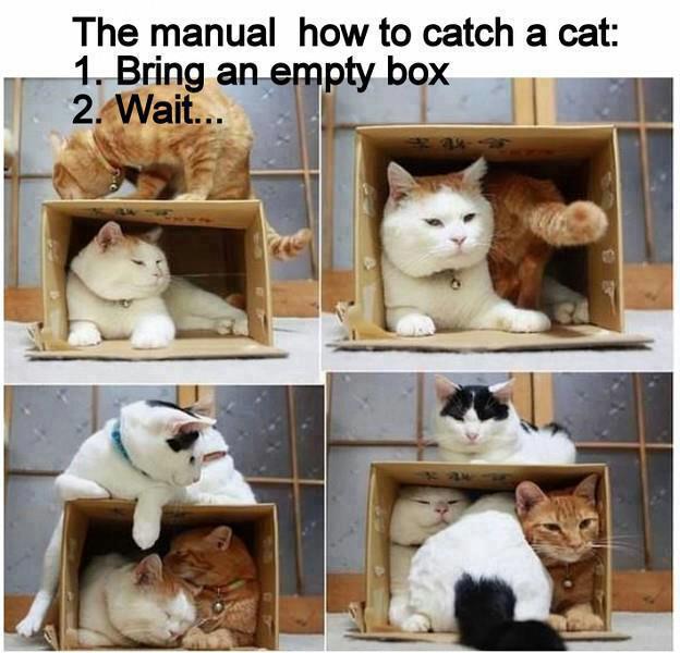 Funny and Geeky Cool Pics [3]-boxed-cats.jpg