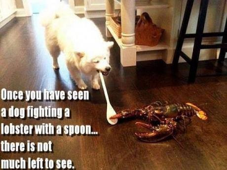 Funny and Geeky Cool Pics [3]-lobster-dog.jpg