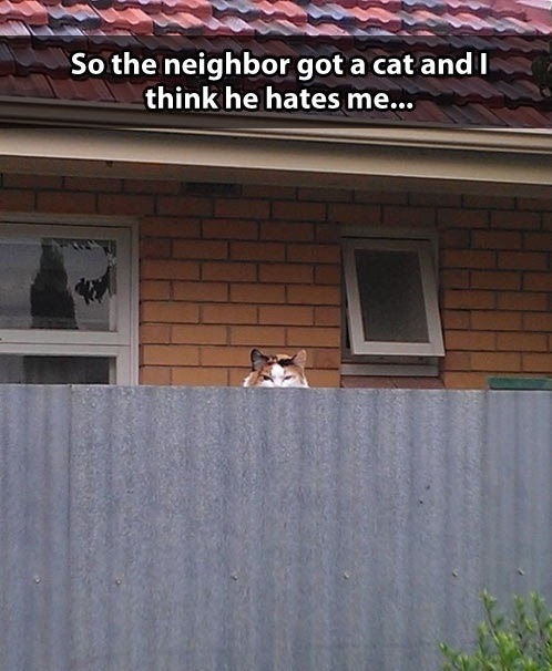 Funny and Geeky Cool Pics [3]-neighbor-cat.jpg