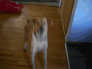 Funny and Geeky Cool Pics [3]-dog-greets.gif