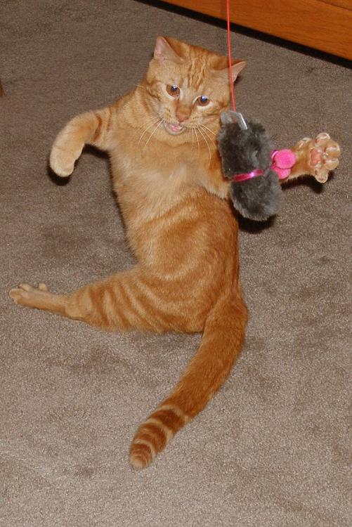 CATZ only.-webster-fighting-small.jpg