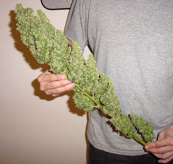 Serious Sleeping Problem-huge-bud-marijuana-300257_700_664.jpg