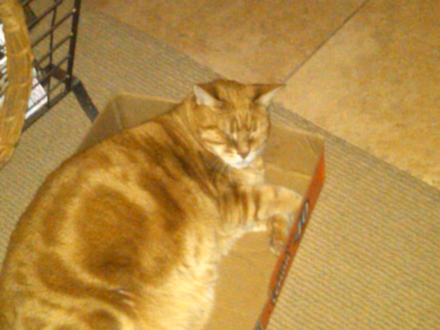 Show us your cats-phoenix-20110417-00011.jpg