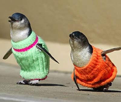 How's your weather-penguin-sweater.jpg