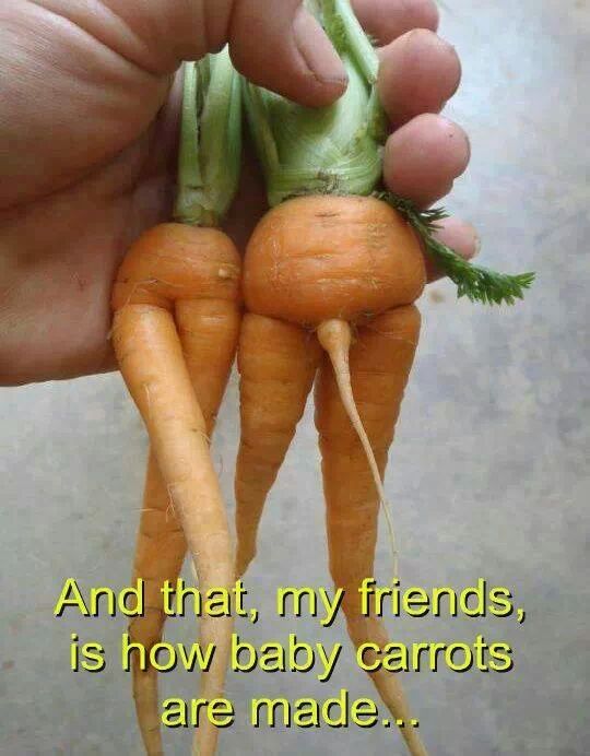 Funny and Geeky Cool Pics [3]-carrots.jpg