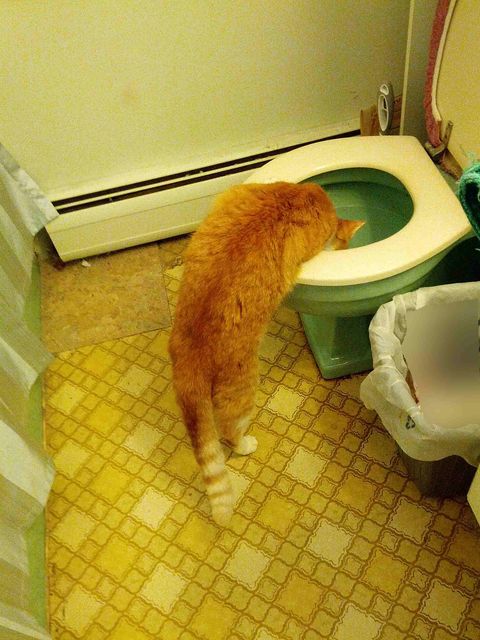 Show us your cats-candy-pester-potty-training_02a.jpg