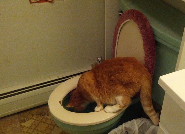 Show us your cats-candy-pester-potty-training_04.jpeg