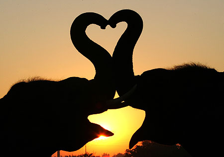 Valentine Pictures-image-8-animal-valentines-gallery-7911512.jpg