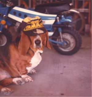Show us your dogs!-pattybike.jpg