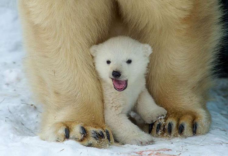 Show us your dogs!-baby-polar-bear.jpg